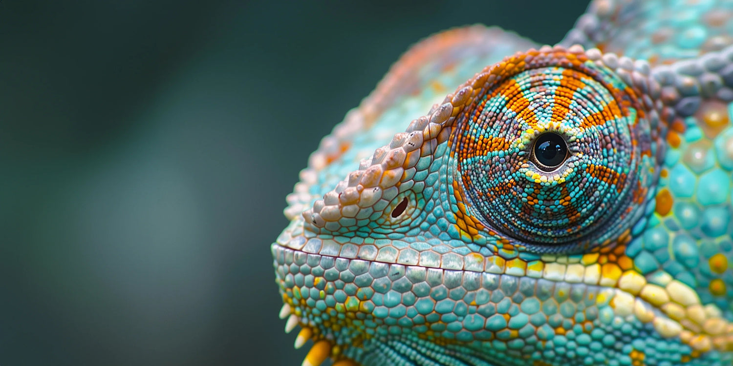 Makrofotografie: Faszinierende Einblicke in die Welt der Details